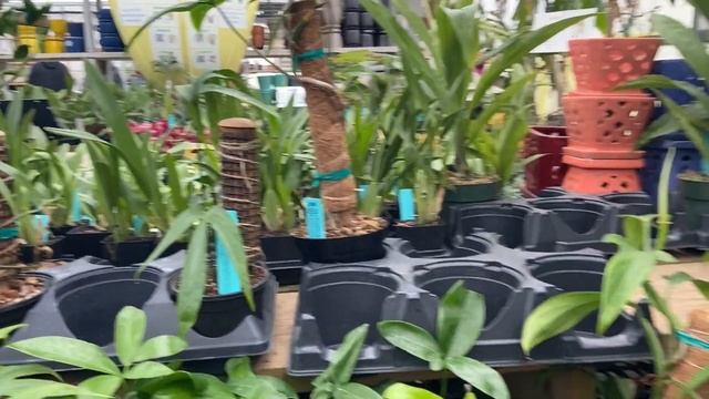 I Get To Buy My DREAM Plant! Let’s Go To Groovy Plants Ranch! смотреть онлайн