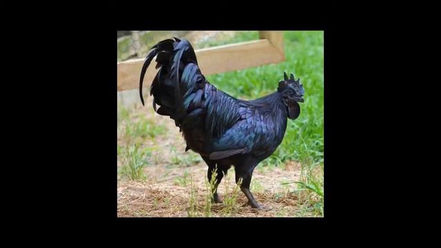 Видели ли вы когда-нибудь полностью черных кур? смотреть онлайн