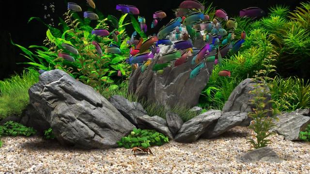 Dream Aquarium - Labidochromis Fantasia (4K) смотреть онлайн