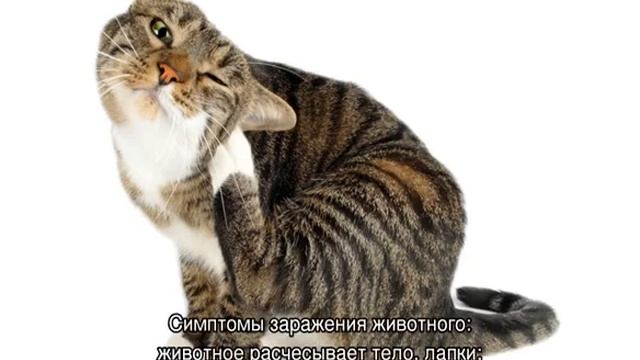 Блоха кошачья: как выглядит, что делать смотреть онлайн