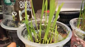 Электростимуляция растений слабым электрическим током