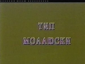 ТИП МОЛЛЮСКИ