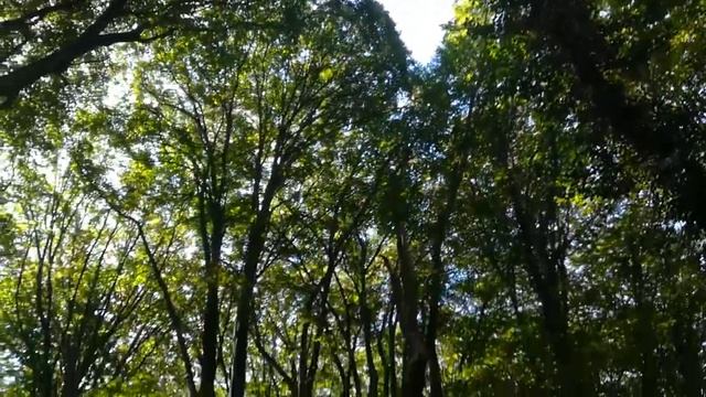 Чешма Йордан Минков. Природный парк "Золотые Пески". Варна. Болгария смотреть онлайн