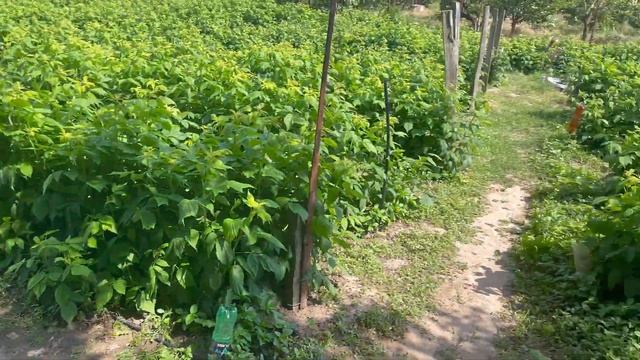 ПОЧЕМУ НЕ РАСТЕТ МАЛИНА || почему не растет малина на участке что делать #малина #выращивание смотреть онлайн