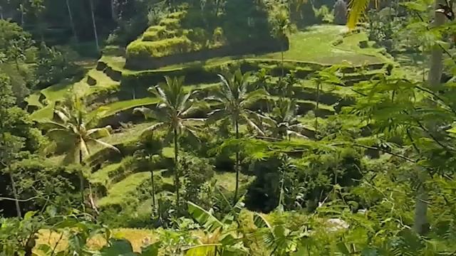 BALI'S stunning RICE TERRACES ? of Tegallalang on hill slopes, Indonesia смотреть онлайн