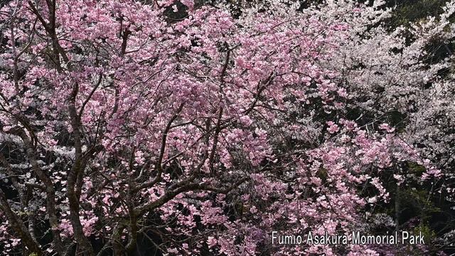 Sakura in Oita Bungoono Japan 2021 смотреть онлайн