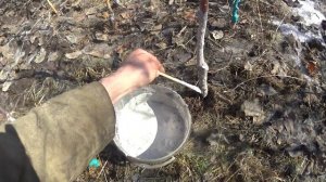 Яблоню погрызли мыши.Спасаем дерево.ч.1