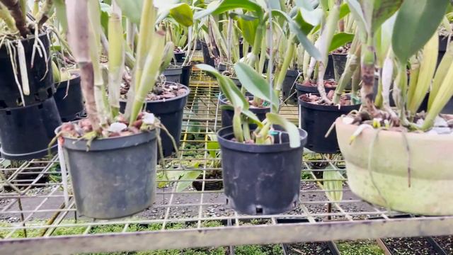 Importancia de la luz en las orquídeas (Cattleyas) | Alma del bosque смотреть онлайн