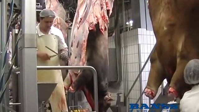 Бокс оглушения для КРС смотреть онлайн