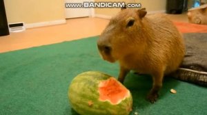 капибара кушает арбуз 10 минут