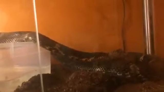 Наша змея по имени "Кокос" смотреть онлайн