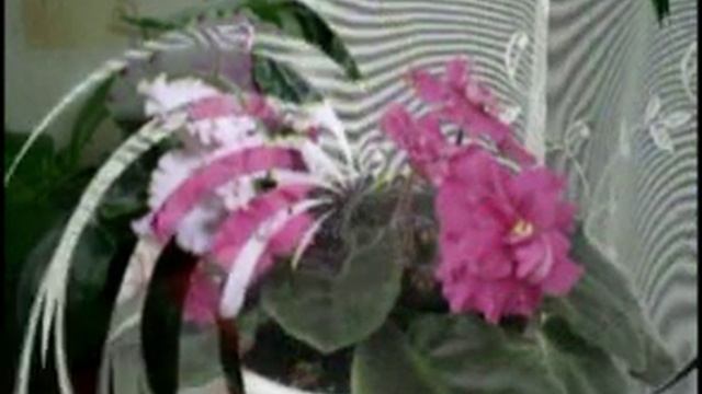 мои узамбарские фиалки смотреть онлайн