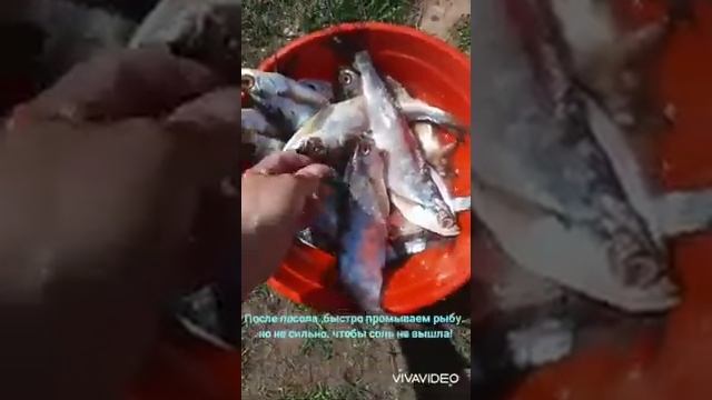 Как быстро приготовить и высушить рыбу чехонь. смотреть онлайн
