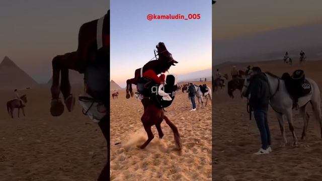 Лошадь ?. #horse #конныйспорт #лошади #скачки #игры смотреть онлайн