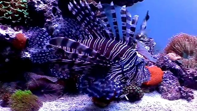 Pterois volitans - Labroides dimidiatus смотреть онлайн