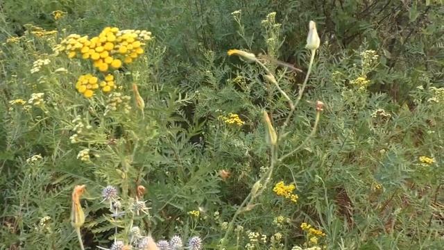 Вечер у реки. Зарисовочка. смотреть онлайн