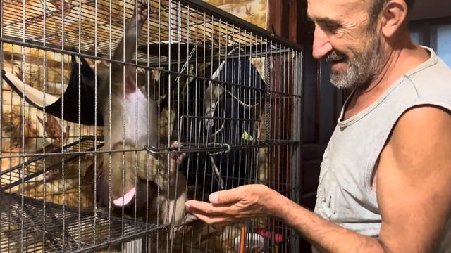 ВЕЛИКАЯ АКТРИСА или как Люська просилась выйти из вольера! смотреть онлайн