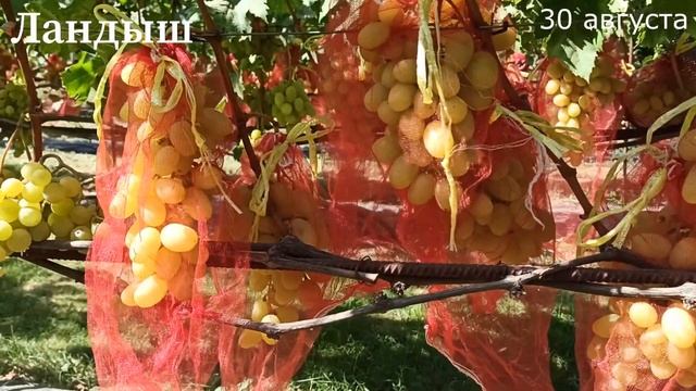 Виноград "Ландыш"-опылился как всегда стабильно! смотреть онлайн