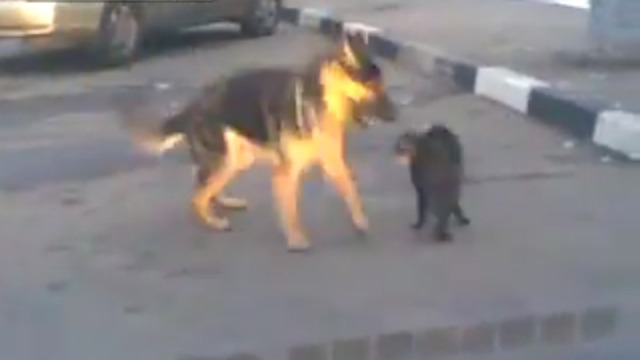 Прохожий спас кота от Немецкого Шепарда смотреть онлайн