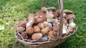 "Жизнь на пенсии"... Дома не усидеть, опять пошли за грибами.