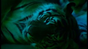 Шоу «Легенда» Братьев Запашных [2012 год]