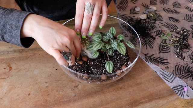 Plant A Cool Terrarium With Me! Alocasia Black Velvet, Peperomia, String of Turtles & Crystals смотреть онлайн