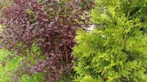 #Пузыреплодник #ЯркиеКустарники Пузыреплодник ! Яркий оттенок  осеннего сада!