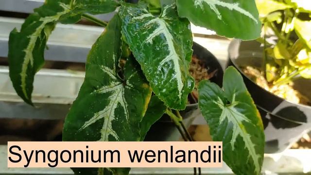 9 syngonium + propagation смотреть онлайн