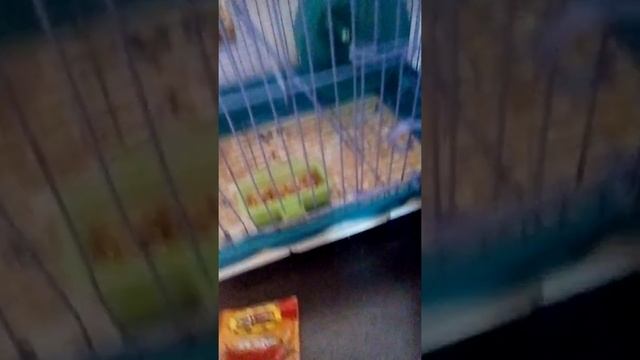 самые милые животные самые лучшие это хомяки смотреть онлайн