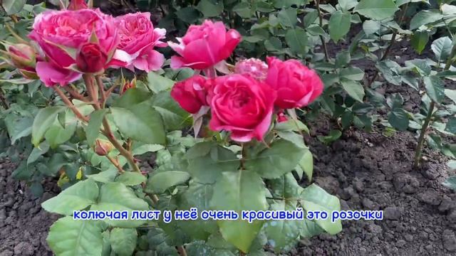 Обзор роз - цветение июнь 2023/ часть 2 смотреть онлайн