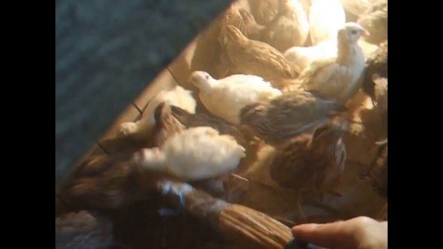 Чистим клетку с перепелами смотреть онлайн