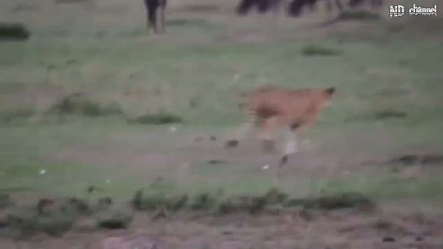 Слон Бога, Сила Матери-Звери ─ Гну Защитить Новорожденного От Гепарда Охота смотреть онлайн