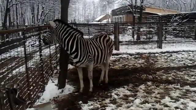 Alföldi Zebra A Hunyor Tanyán(Equus Quagga; Plains Zebra)