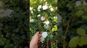 Роза Свани почвопокровная