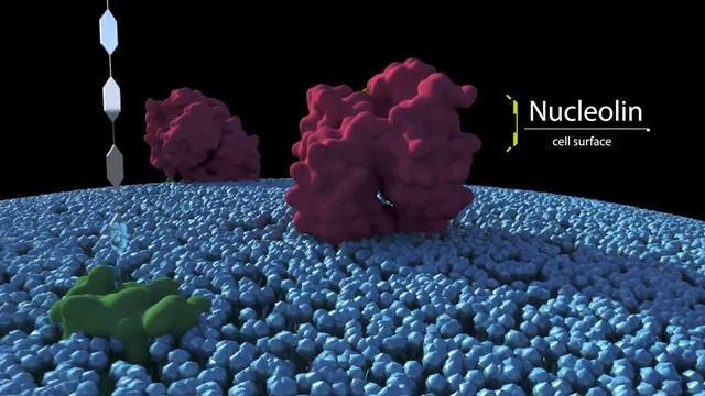 A Smart Anti-tumor Drug: Nucleolin Aptamer-Paclitaxel Conjugate смотреть онлайн