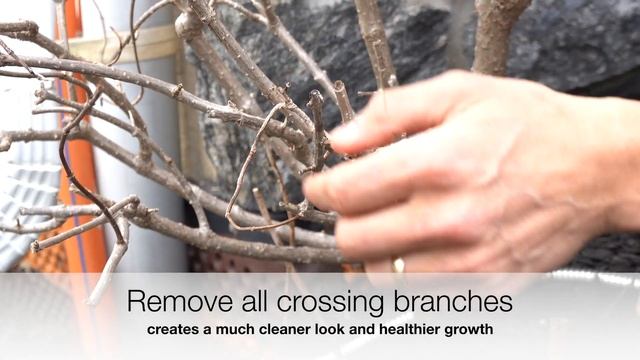 Pruning HYDRANGEA PANICULATA - Prune Hydrangea Correctly for more FLOWERS смотреть онлайн