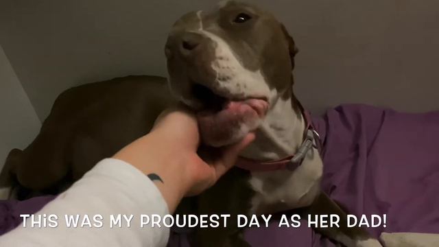 Scarlets first pregnancy!! / pit bull birth смотреть онлайн
