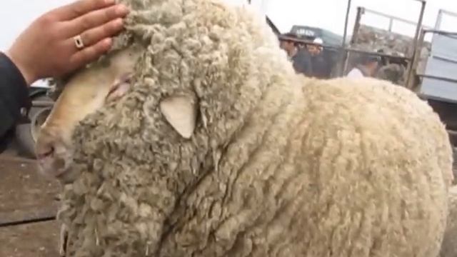 merinos_KG.MOV Сельское хозяйство Кыргызстана, Баран меринос породистый смотреть онлайн