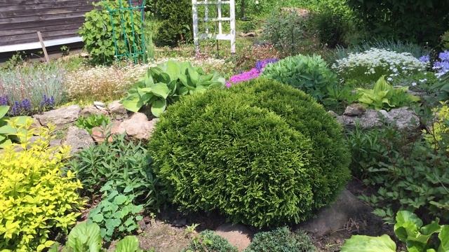 ОБЗОР АЛЬПИЙСКОЙ ГОРКИ. ДАРМЕРА подарок Лены канал Дачный креатив. смотреть онлайн