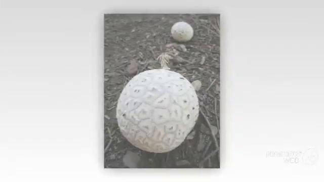 Calvatia sculpta - fungi kingdom смотреть онлайн