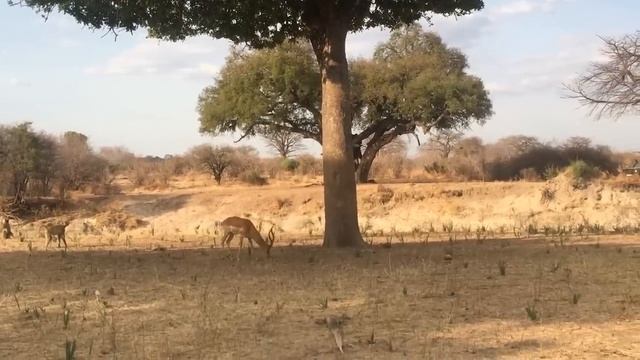 Gorilla Herd Join Forces To Attack Leopard Without Mercy To Rescue Impala | The Harsh Life Of Impal