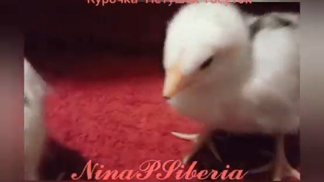 Как отличить цыплят по полу, Курочка или Петушок? смотреть онлайн