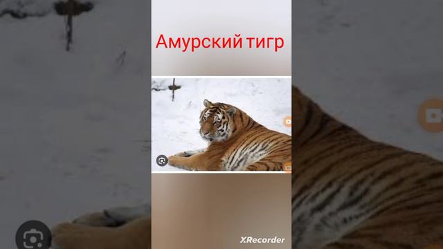 Животные Красной книги мира 😱❤️🔥♥️