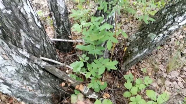 Как искать прикорневой березовый кап смотреть онлайн