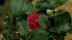 КАМЕЛИЯ. Советы по уходу в домашних условиях