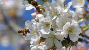 Музыка весны  Звуки природы,пение птиц.Calm music and birdsong