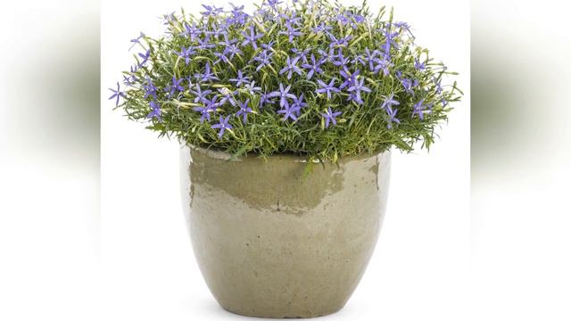 ЛАУРЕНТИЯ (LAURENTIA)