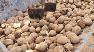 Наш первый влог. На корм картошка и сенаж