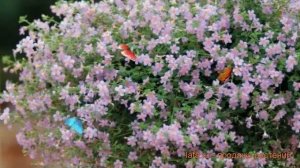 Бакопа обыкновенный Блютопия ? бакопа Блютопия обзор: как сажать семена бакопы Блютопия