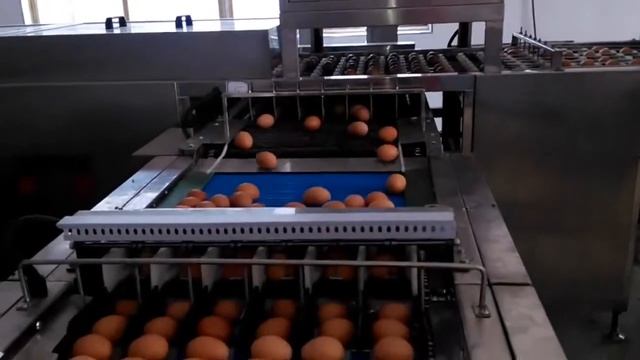 ZENYER 105 сортировка яиц 20000 шт/ч с упаковкой смотреть онлайн